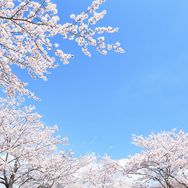 주변은 관광지의 보고 신슈의 명소를 둘러싼다