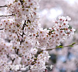 須坂市加流公園的櫻花祭