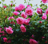 Ippongi Park Rose Association