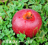 Fruit picking Autumn taste Kyoho & apple picking